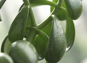 Крассула, Толстянка или Денежное дерево Крассула, Толстянка или Денежное дерево