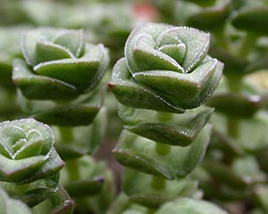 ��������, ��������� ��� �������� ������