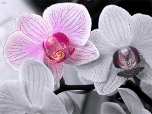 ��� ��������� �� ���������?