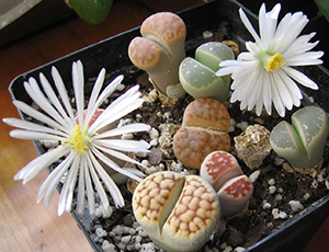 ����� �����, ��������� �� ��������� � ������������