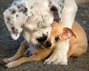 ����� ���������� �����.