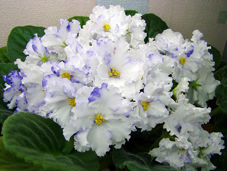 ���� �� ��������.