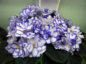 ���� �� ��������.