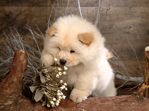 �������� ������, ���-���.