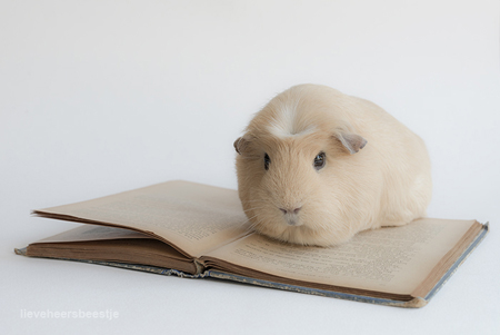 ������� � ������� �������, ���� � ���������� �����.