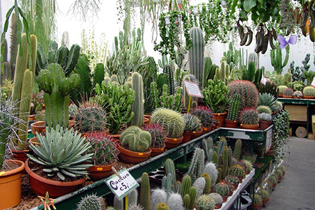 ������, ������� ����� ��� ��� �������� ��������