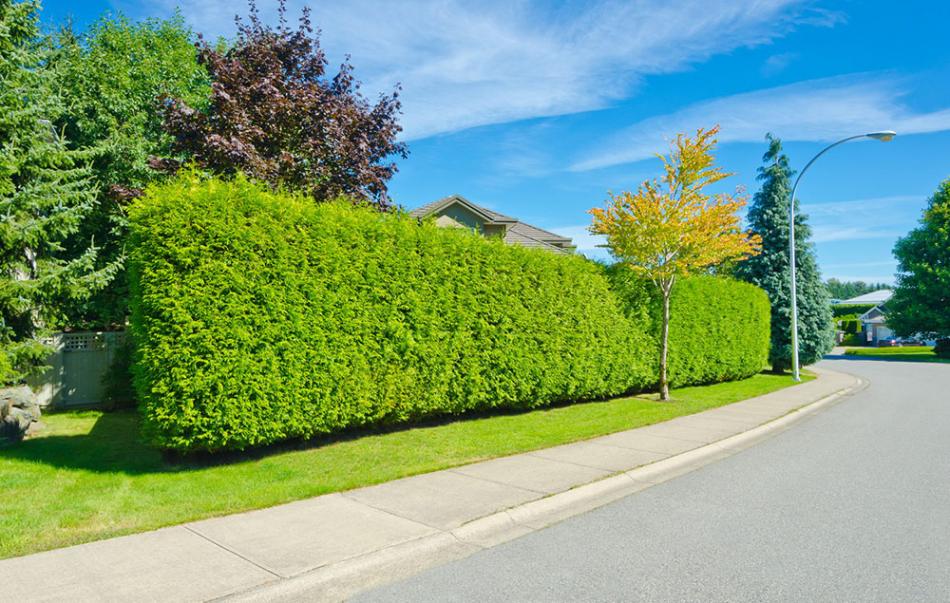 ����� ����� ��� ������