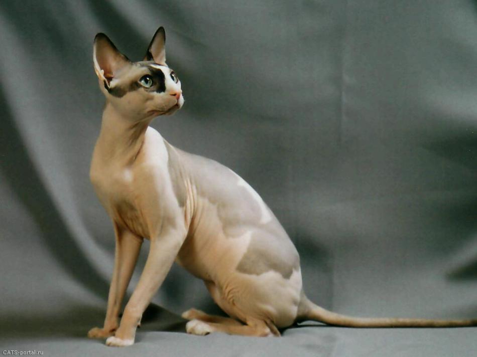 ���� � ���������� ���������� �������